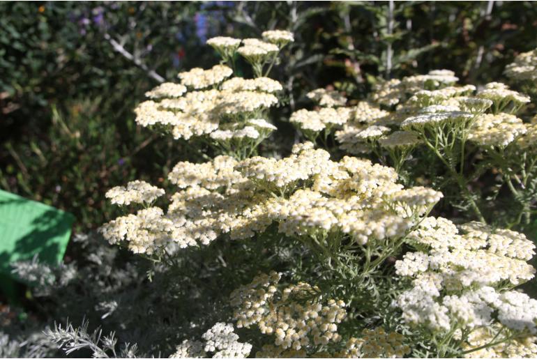 Artemisia schmidtiana 'Nana' Artemisia schmidtiana 'Nana' -22057