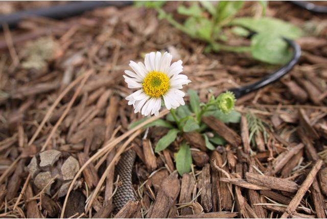 Alpenaster 'Albus' Alpenaster 'Albus'