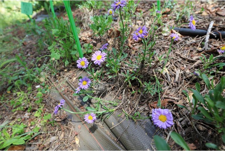 Aster alpinus 'Dunkle Schöne' Aster alpinus 'Dunkle Schöne' -22061
