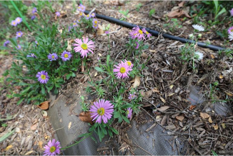 Aster alpinus 'Happy End' Aster alpinus 'Happy End' -22062