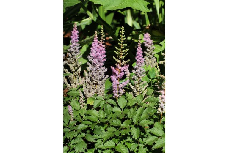 Astilbe chinensis 'Pumila' Astilbe chinensis 'Pumila' -22069