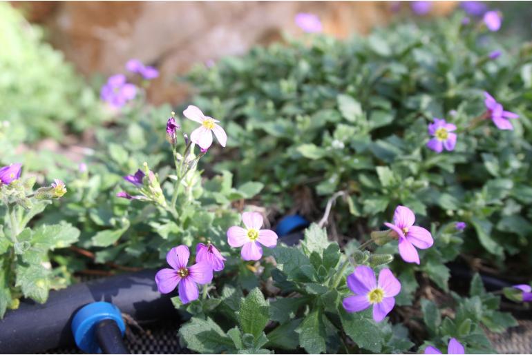 Aubrieta 'Bressingham Red' Aubrieta 'Bressingham Red' -22072