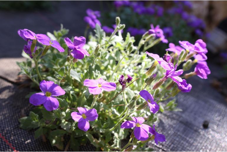 Aubrieta 'Cascade Blue' Aubrieta 'Cascade Blue' -22073