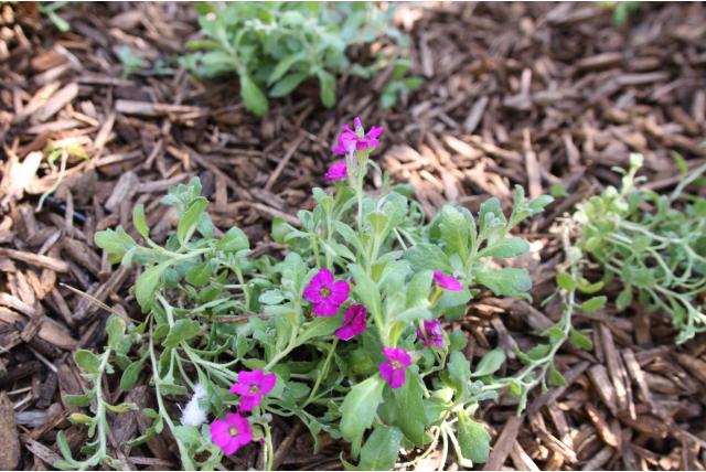 Blauwkussen 'Cascade Red'