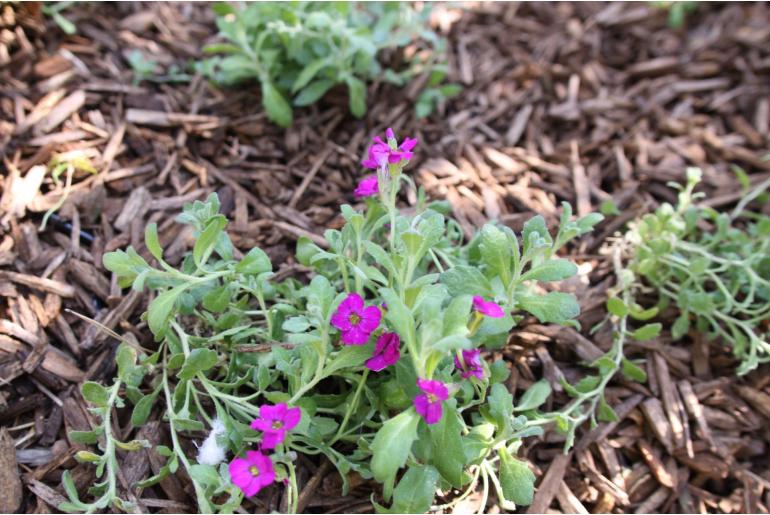 Aubrieta 'Cascade Red' Aubrieta 'Cascade Red' -22074