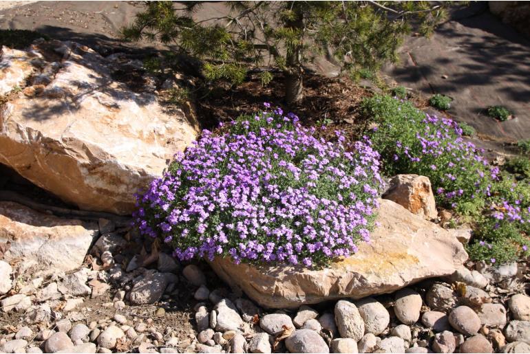 Aubrieta 'Hürth' Aubrieta 'Hürth' -22076
