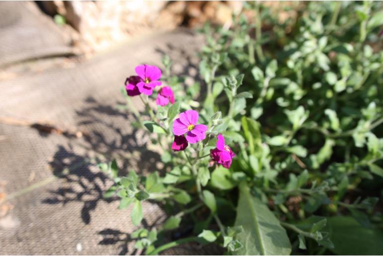Aubrieta 'Royal Red' Aubrieta 'Royal Red' -22077