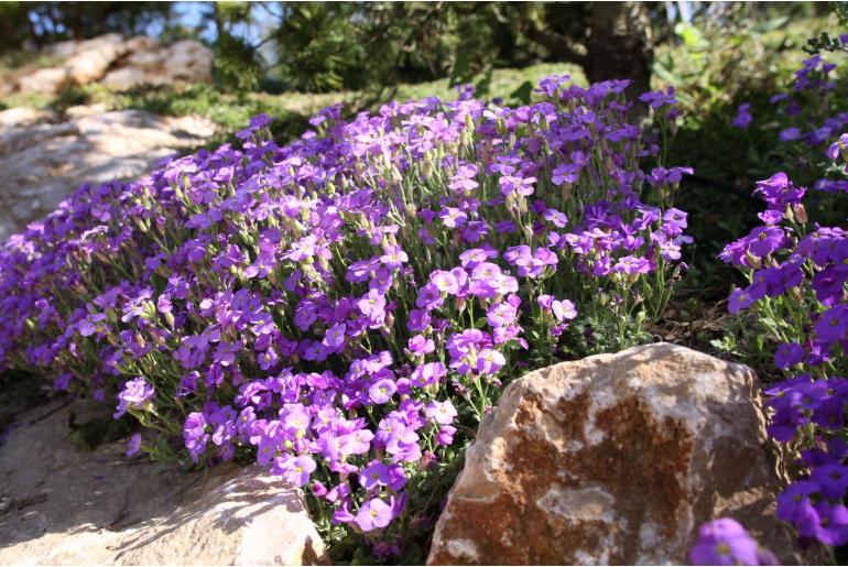 Aubrieta 'Tauricola' Aubrieta 'Tauricola' -22079