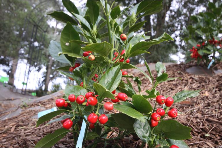 Aucuba japonica 'Dentata' Aucuba japonica 'Dentata' -22080