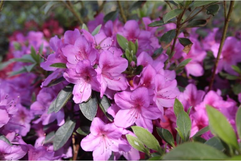 Azalea japonica 'Arabesk' Azalea japonica 'Arabesk' -22082