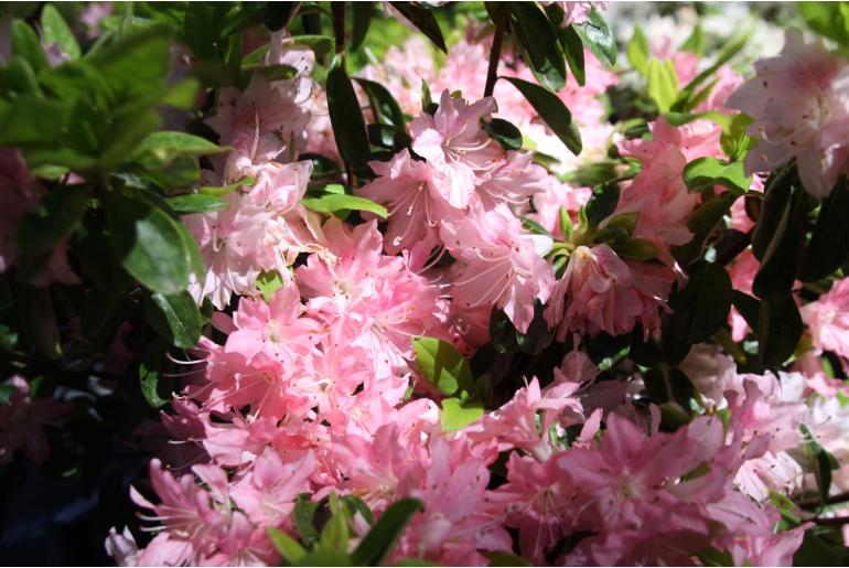 Azalea japonica 'Azuma Kagami' Azalea japonica 'Azuma Kagami' -22469