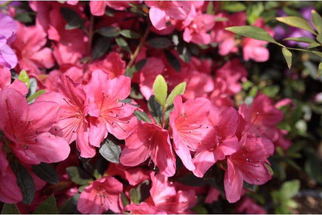 Japanse azalea 'Beethoven'