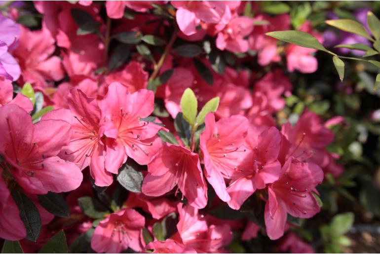 Azalea japonica 'Beethoven' Azalea japonica 'Beethoven' -22083
