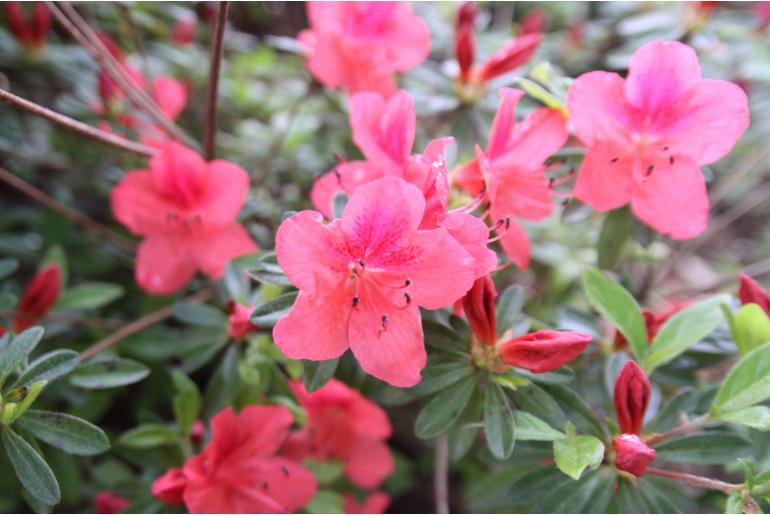 Azalea japonica 'Hino Crimson' Azalea japonica 'Hino Crimson' -22476