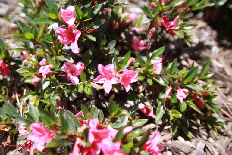 Azalea japonica 'Nakaharai Pink' Azalea japonica 'Nakaharai Pink' -22481