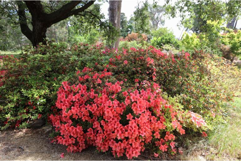 Azalea japonica 'Sylvester' Azalea japonica 'Sylvester' -22482