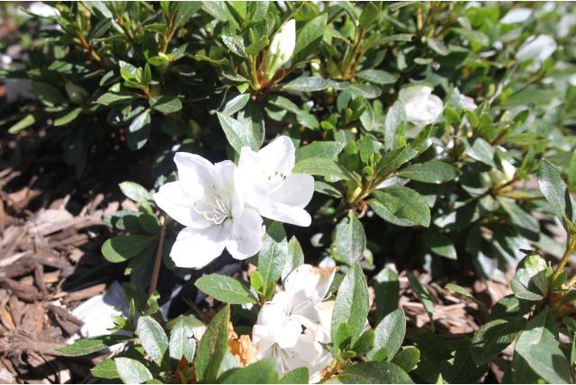 Japanse azalea 'White Moon' Japanse azalea 'White Moon'