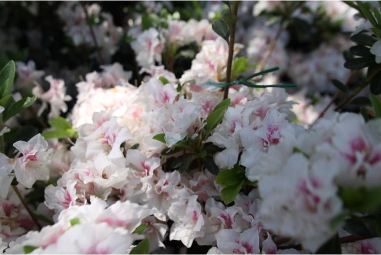 Azalea japonica 'White Prince' Azalea japonica 'White Prince' -22484