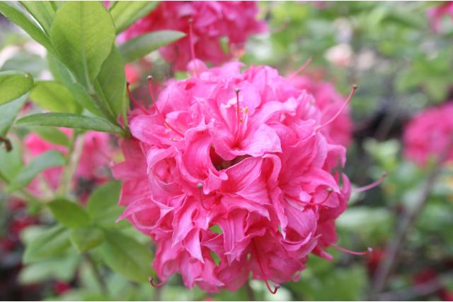 Chinese azalea 'Homebush' Chinese azalea 'Homebush'