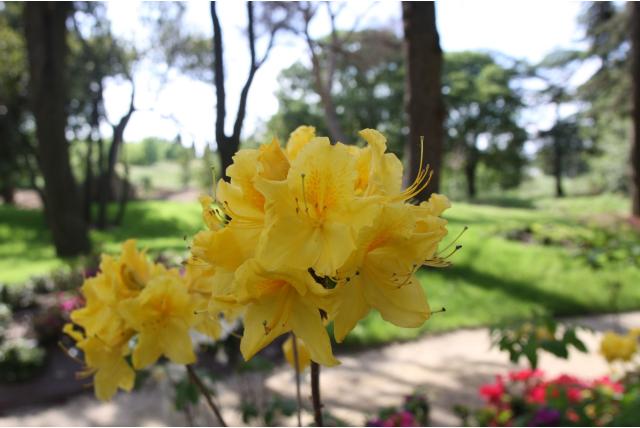Chinese azalea 'Lingot d'Or'