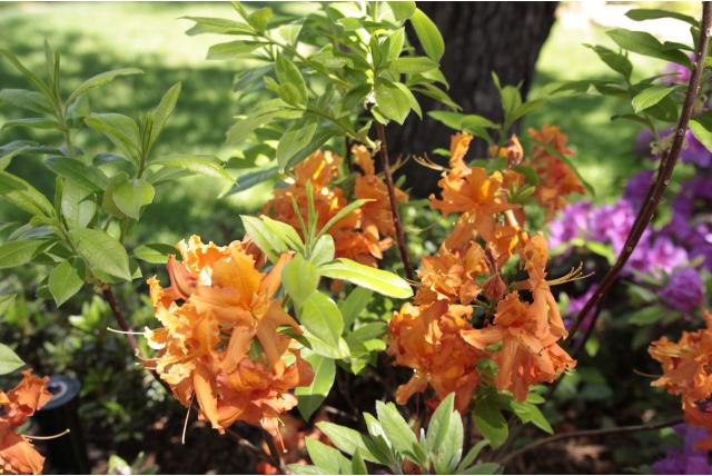 Chinese azalea 'Orangeade'
