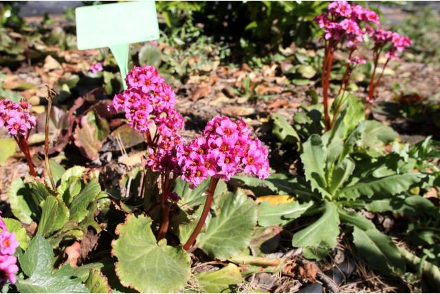 Schoenlappersplant 'Morgenröte' Schoenlappersplant 'Morgenröte'