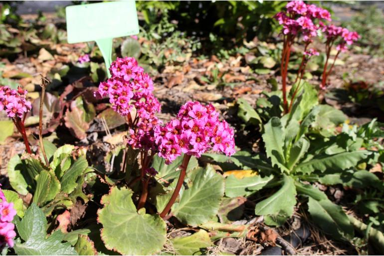 Bergenia 'Morgenröte' Bergenia 'Morgenröte' -22092