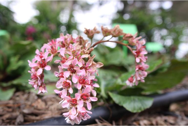 Bergenia 'Silberlicht' Bergenia 'Silberlicht' -22093