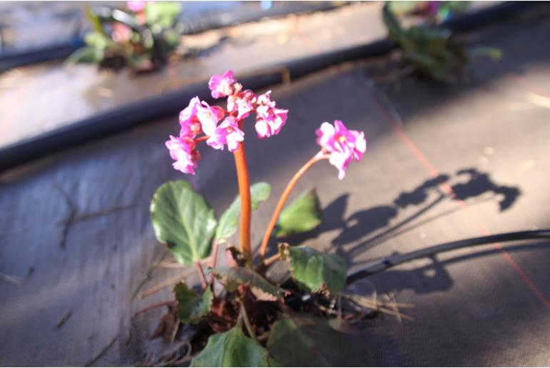 Bergenia 'Wintermärchen' Bergenia 'Wintermärchen' -22094