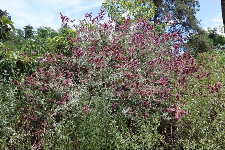 Buddleja davidii 'Black Knight' Buddleja davidii 'Black Knight' -22466
