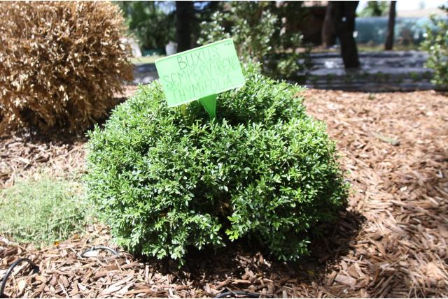 Buxushaag 'Thymifolia'