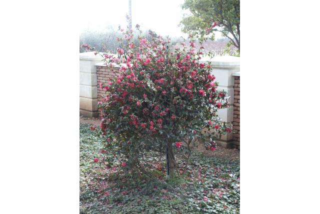 Camelia 'Kanjirô' Camelia 'Kanjirô'
