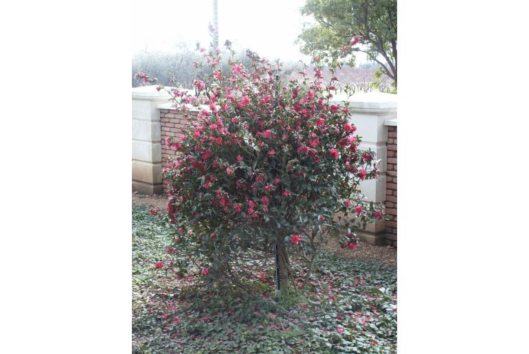 Camellia hiemalis 'Kanjiro' Camellia hiemalis 'Kanjiro' -22373