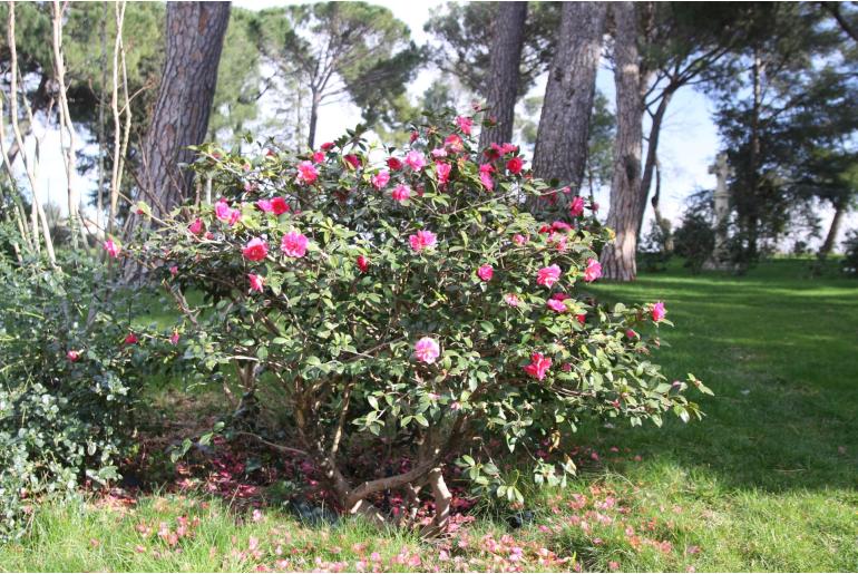 Camellia hiemalis 'Shishigashira Tall' Camellia hiemalis 'Shishigashira Tall' -22374