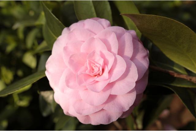 Camelia 'Betty Ridly' Camelia 'Betty Ridly'