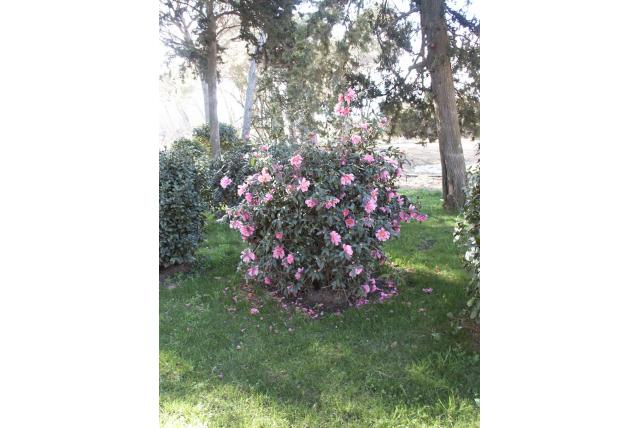 Camelia 'Dream Girl' Camelia 'Dream Girl'