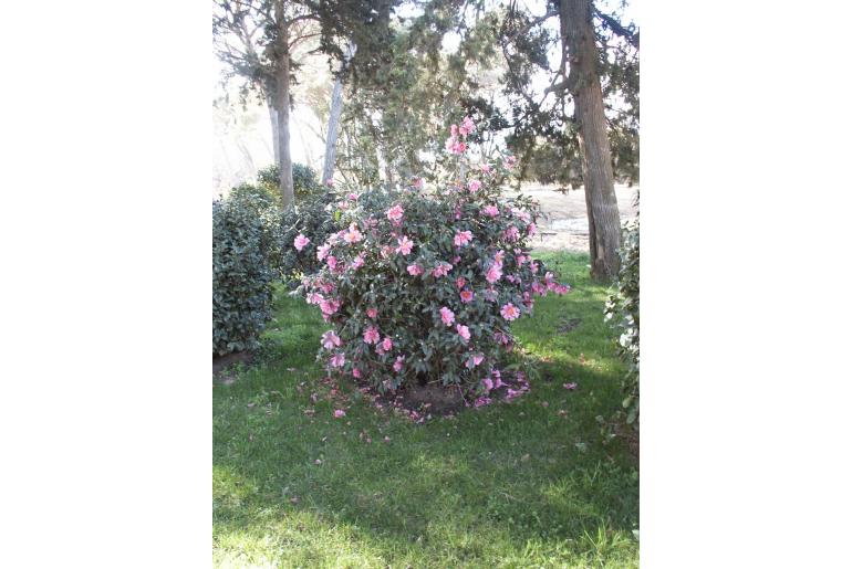 Camellia hybride 'Dream Girl' Camellia hybride 'Dream Girl' -22376