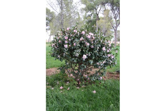 Camelia 'El Dorado' Camelia 'El Dorado'