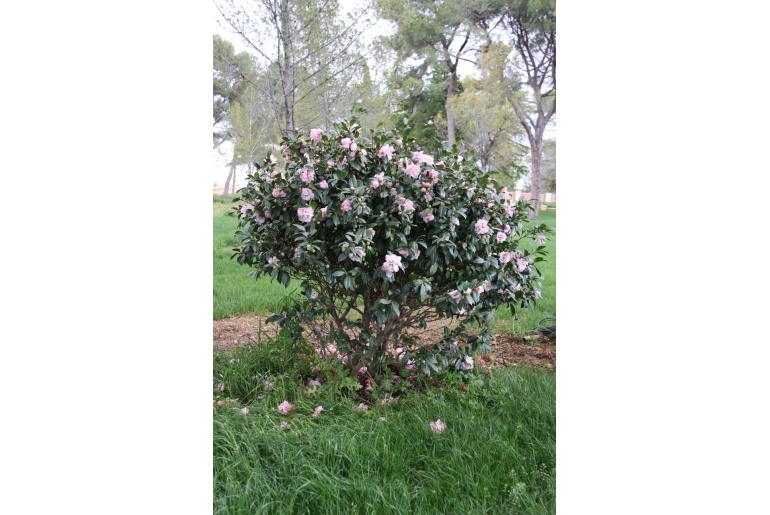 Camellia hybride 'El Dorado' Camellia hybride 'El Dorado' -22377