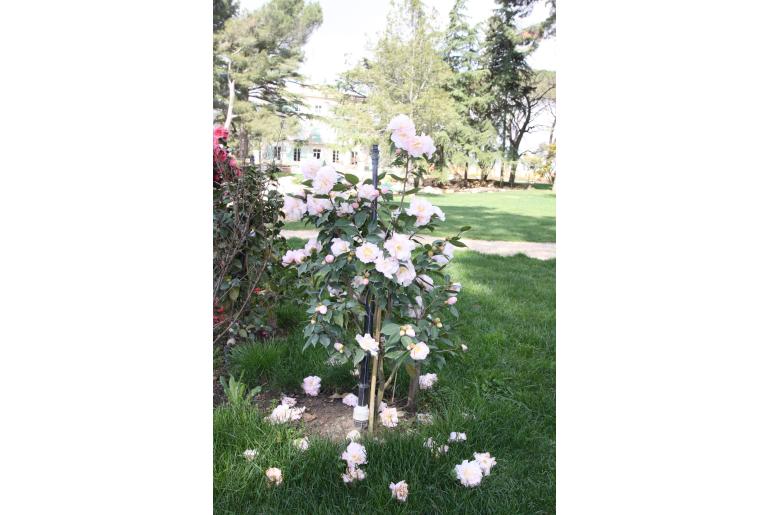 Camellia hybride 'High Fragrance' Camellia hybride 'High Fragrance' -22378