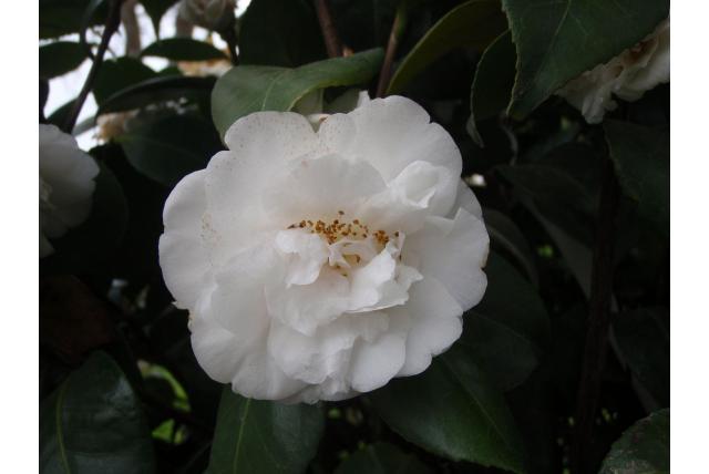 Japanse Camellia 'Cotton Tail' Japanse Camellia 'Cotton Tail'