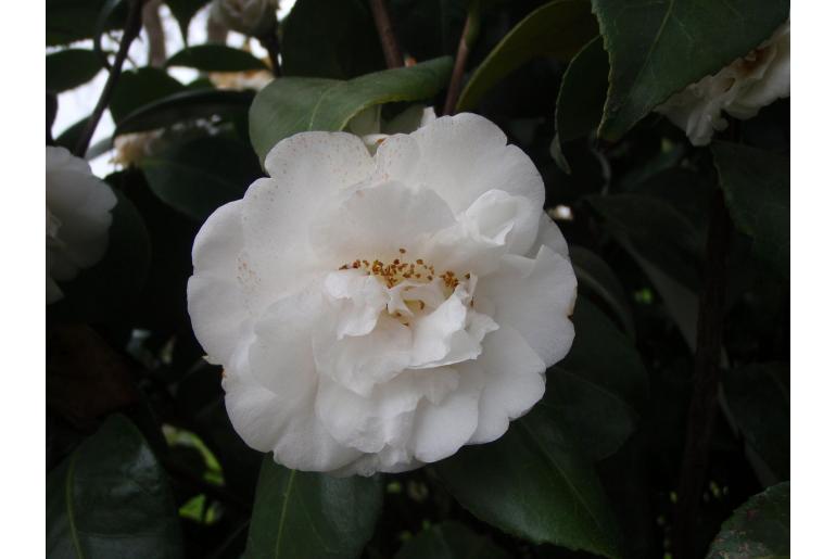 Camellia japonica 'Cotton Tail' Camellia japonica 'Cotton Tail' -22379