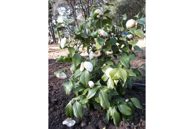 Camellia japonica 'Fimbriata' Camellia japonica 'Fimbriata' -22381