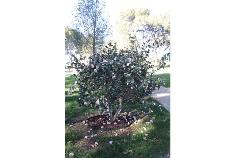 Camellia japonica 'First Flush' Camellia japonica 'First Flush' -22382