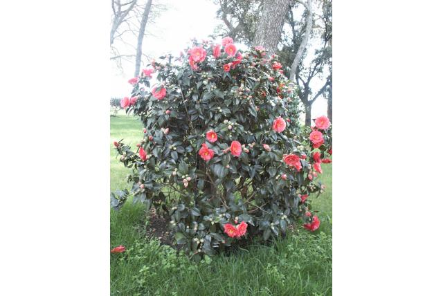 Japanse Camellia 'François 2' Japanse Camellia 'François 2'