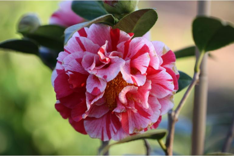 Camellia japonica 'Gay Chieftain' Camellia japonica 'Gay Chieftain' -22384