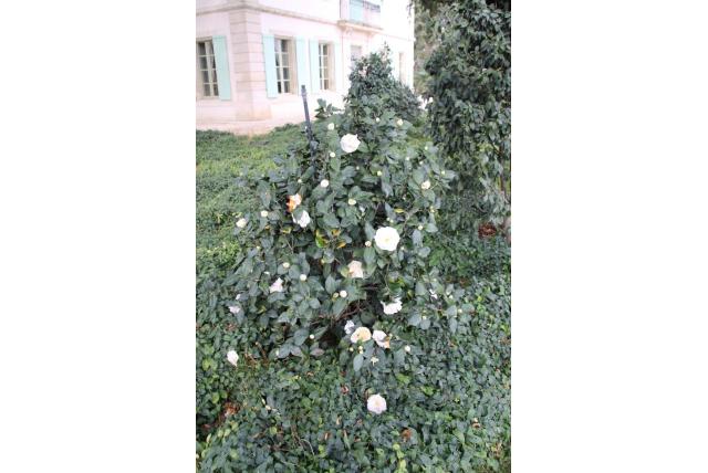 Japanse Camellia 'Grandiflora Alba' Japanse Camellia 'Grandiflora Alba'