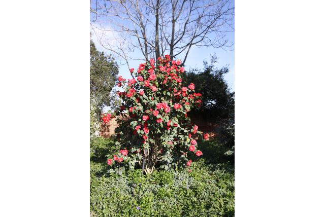 Japanse Camellia 'Insula Oya'