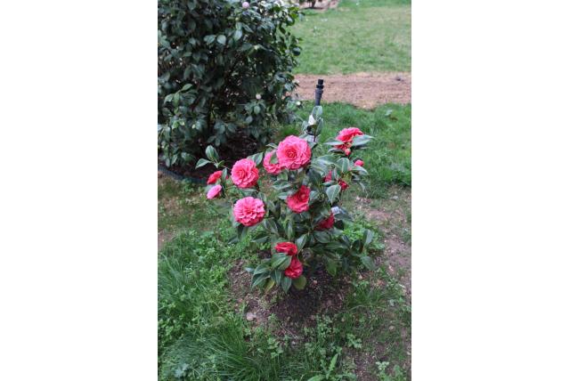 Japanse Camellia 'L T Dees' Japanse Camellia 'L T Dees'