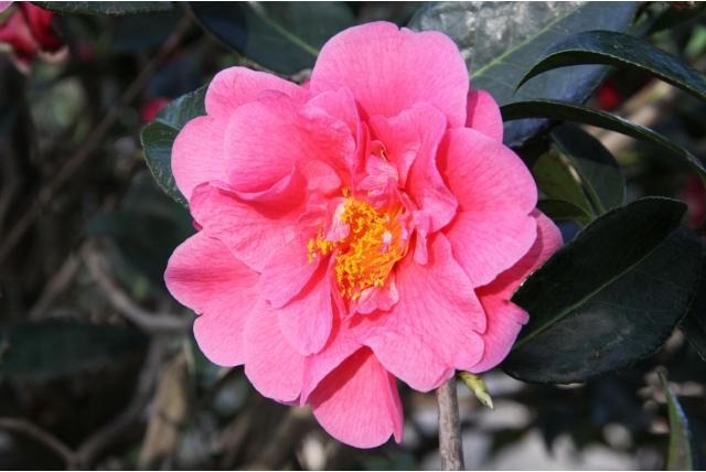 Japanse Camellia 'Lucy Hester' Japanse Camellia 'Lucy Hester'